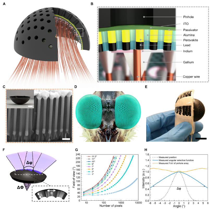 香港科技大学范智勇教授团队《Science Robotics》封面文章：面向机器视觉应用的基于半球形纳米线阵列的超宽视场针孔复眼